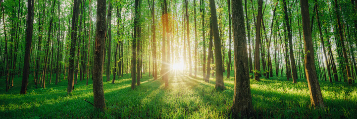a spring forest trees. nature green wood sunlight backgrounds.