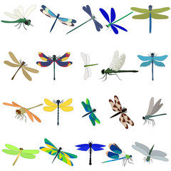 vector, isolated, dragonfly, set, collection