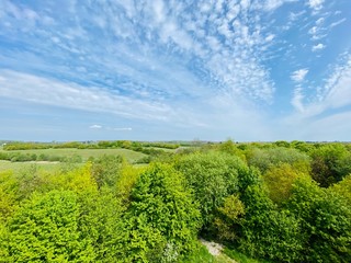 Fototapeta premium landscape with trees