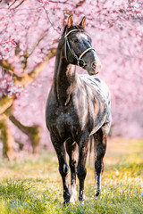Stunning horse spotted stallion in blossoming trees on spring season.