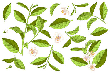 Hand drawn set of tea plant branches, leaves and flowers