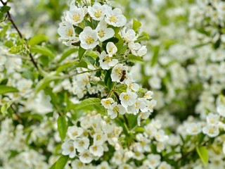 Obraz premium white flowers and a bee