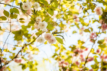 Obraz premium Spring blooming pink cherry blossoms