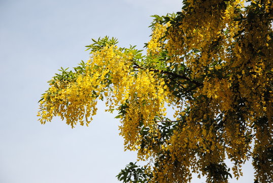 Flowering branches with pendulous yellow racemes of the common laburnum or golden chain or golden rain (Laburnum anagyroides) against a blue sky