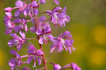 Fototapeta premium Schmalblättriges Weidenröschen (Epilobium angustifolium) 