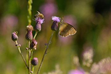 Brauner Waldvogel an einer Distel