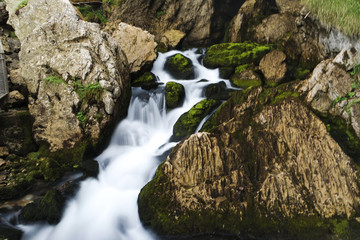 A torrent in the forest