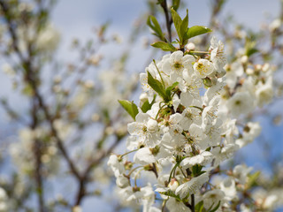 Cherry blossom. White flowers. Spring time.