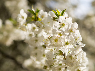 Cherry blossom in the spring, white flowers.