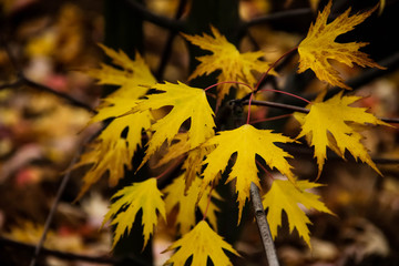 silver maple in autumn