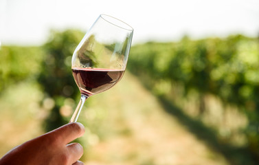 Man hand holding glass of red wine in vineyard field. Wine tasting in outdoor winery restaurant travel tour. - obrazy, fototapety, plakaty