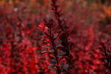 autumn leaves in the morning