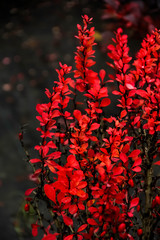 Japanese barberry