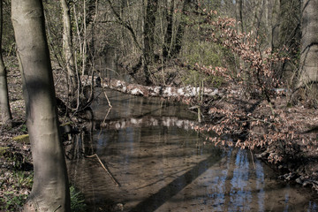 Holz Birke Brücke Bach
