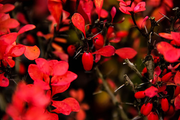 Berberis thunbergii red leaf