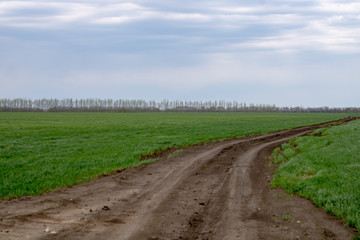 Spring field landscape under blue sky on a spring day