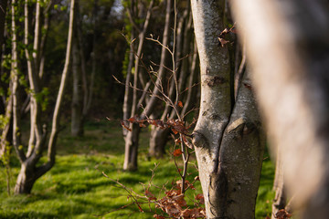 Sighthill Park Woodland in Edinburgh, Scotland