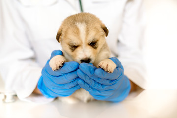 Cute puppy on hands at a vet.Care for a pet. Little red dog on a white background.