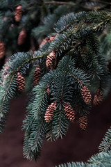 Picea glauca