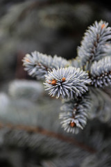 Colorado spruce