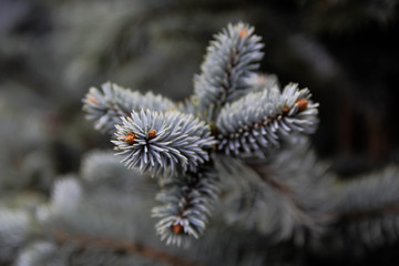 blue spruce