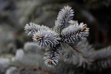 close up of pine blue cones