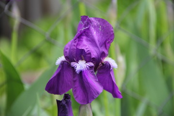 purple iris flower