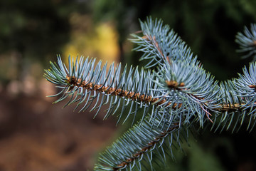 close up of a pine tree