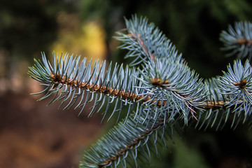 Colorado Spruce 'Edith'