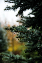 white spruce