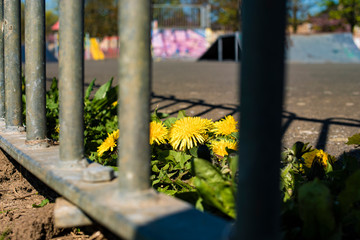 Yellow Flower in the Skate Park
