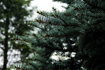 green spruce