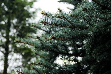 blue spruce