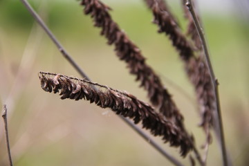 close up of grass