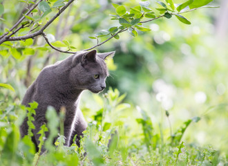 Russian blue cat portrait outdoors in nature in green grass foliage background