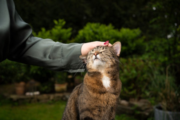 tabby shorthair cat getting stroked by female pet owner outdoors in the garden