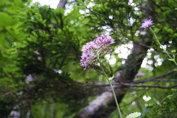 Pink flower in the forest