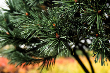 Pinus mugo 'Mughus' 