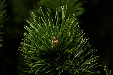 Pinus mugo