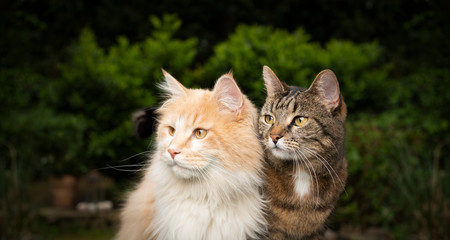 Naklejka na ściany i meble two different breeds of cats side by side outdoors in the garden looking to the side. maine coon longhair cat on the left and shorthair cat on the right