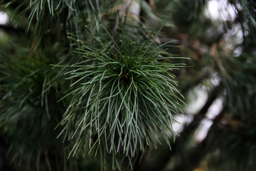 Pinus sibirica, Siberian cedar, Sibirsky kedr