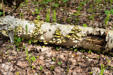 Obraz premium an edible mushroom of the Morel genus .Morels grow in spring in forests, parks, gardens, and steppes.Spring forest.