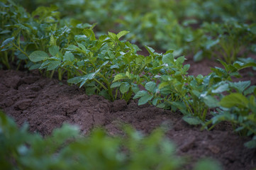 Young potato plants growing on the soil in rows