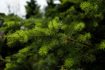close up of pine needles Pseudotsuga menziesii