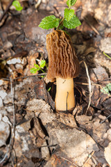 an edible mushroom of the Morel genus .Morels grow in spring in forests, parks, gardens, and steppes.Spring forest.