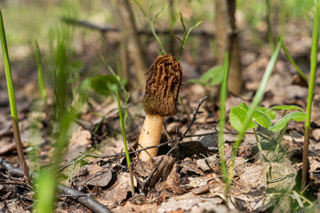 an edible mushroom of the Morel genus .Morels grow in spring in forests, parks, gardens, and steppes.Spring forest.