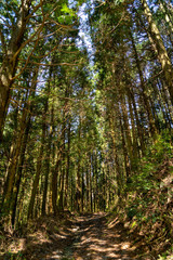 Footpath go in through a Cedar’s forest in Fukuoka prefecture, JAPAN.