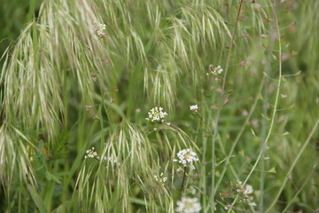 green grass in the wind