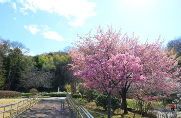 Fototapeta premium さくら 春 道 風景 杤木