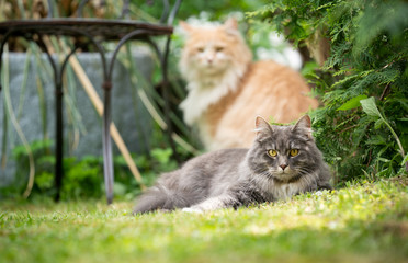 Naklejka na ściany i meble two different colored maine coon cats outdoors in the garden looking at camera